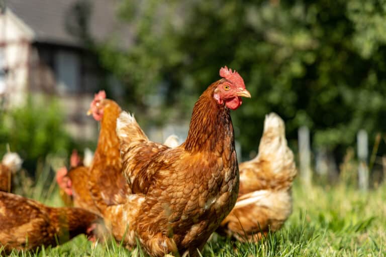 What Is The Fear Of Chickens Called? (Definition & Solutions)