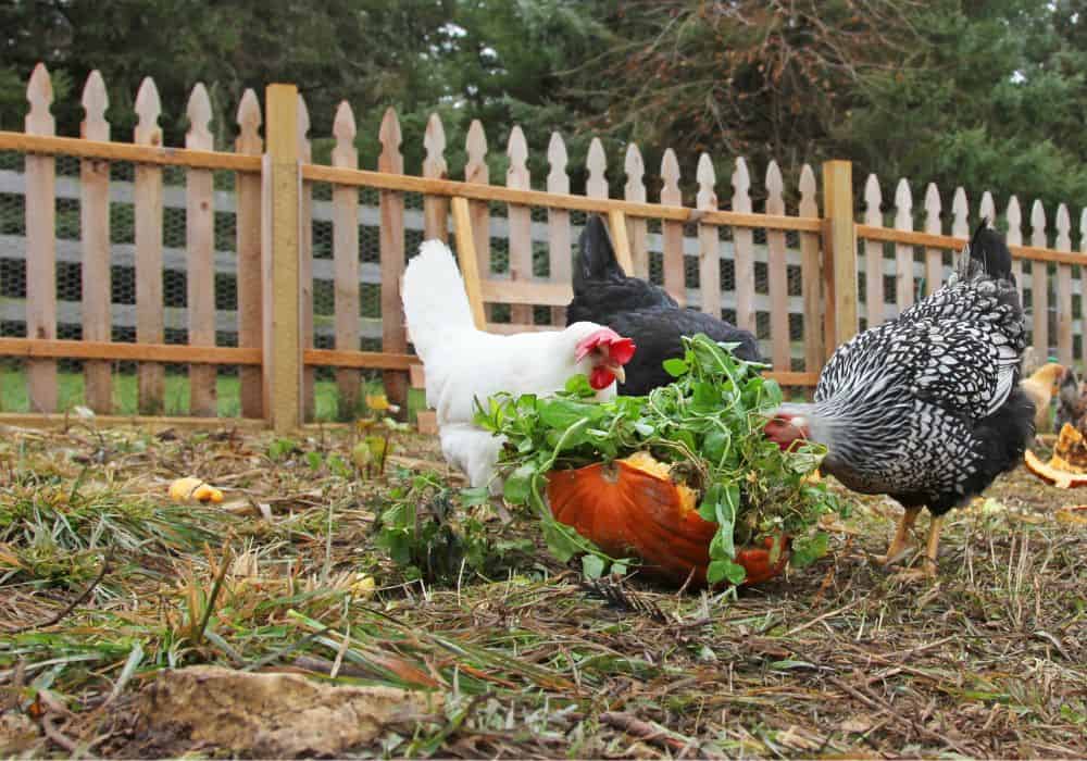 What Other Treats Can You Give Chickens?