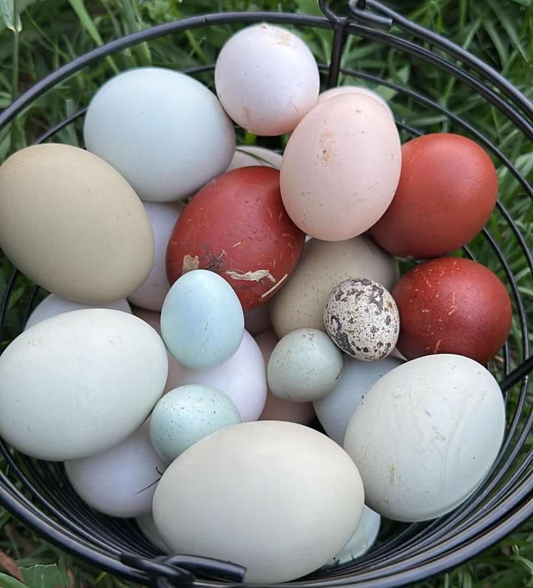 What Predicts the Color of Chicken Eggs?