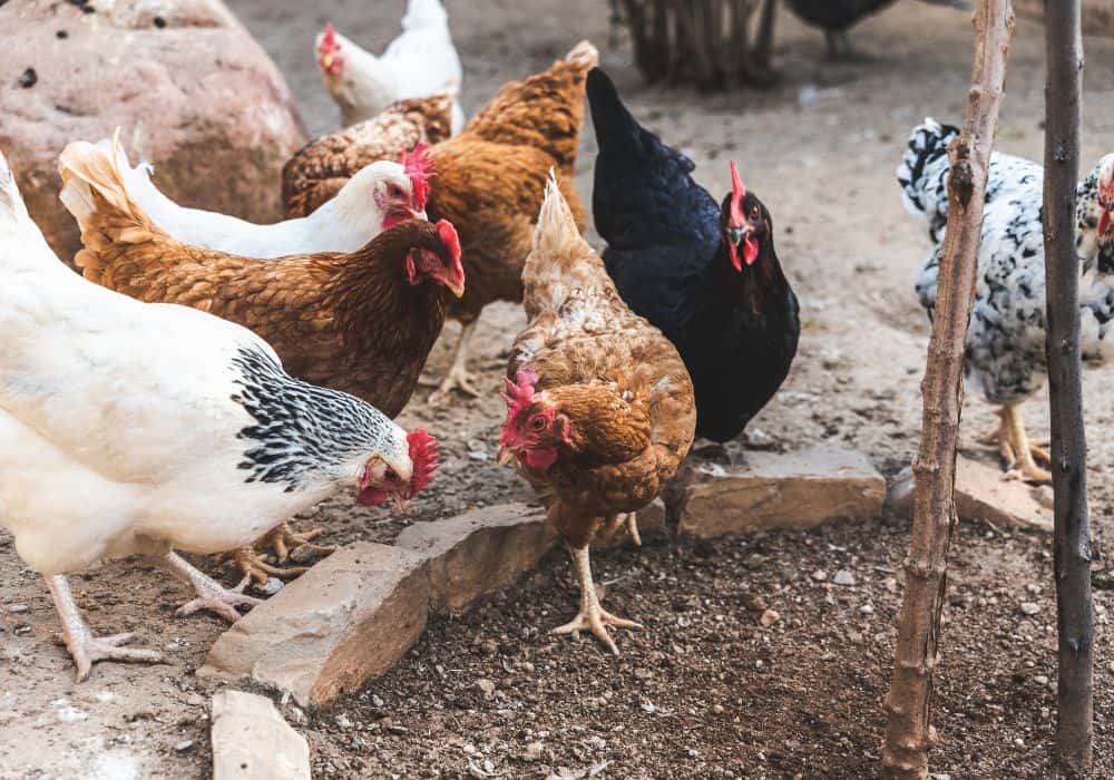 What To Do If Your Chicken Is Not Laying Eggs