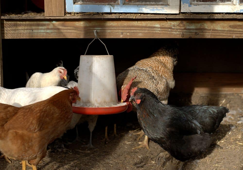 What To Feed Your Chickens Instead of Rhubarb