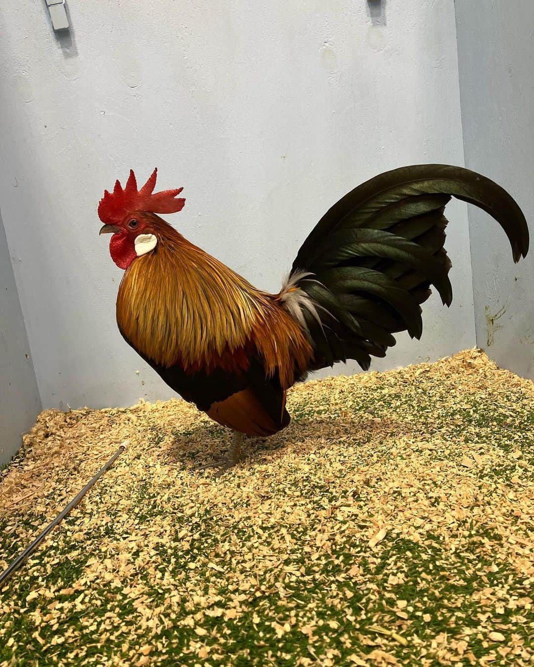 What are Dutch Bantams Used For