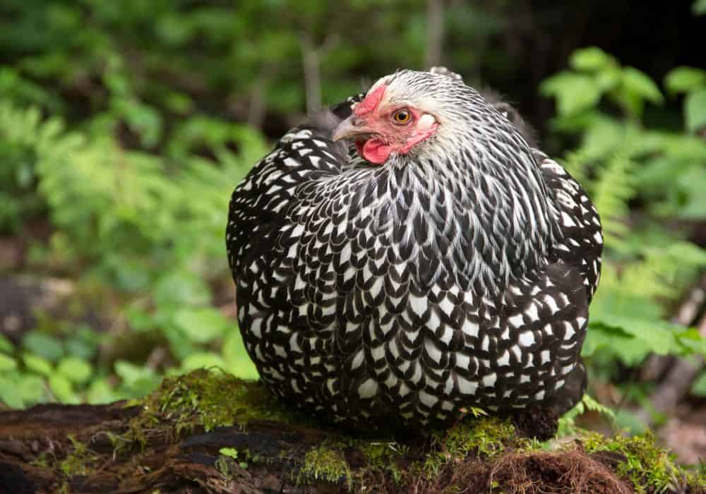 What are Silver Laced Wyandotte personalities like?