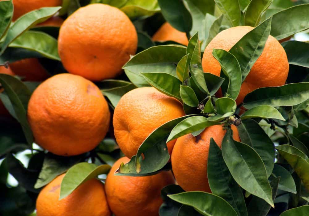 What are the Nutritional Benefits of Oranges?