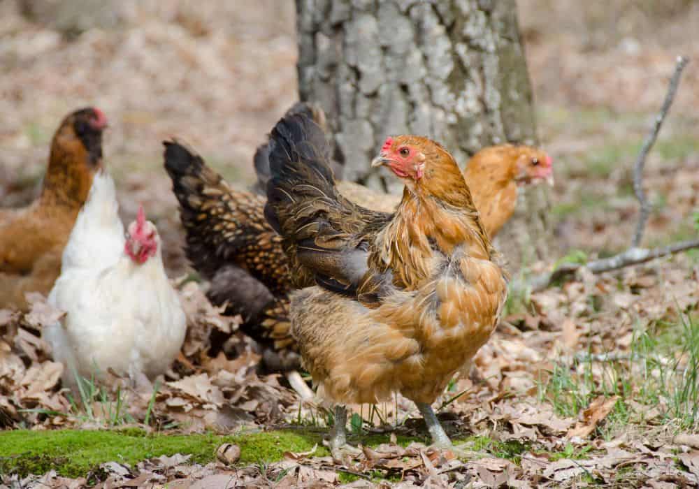What are the benefits of having free-range chickens?