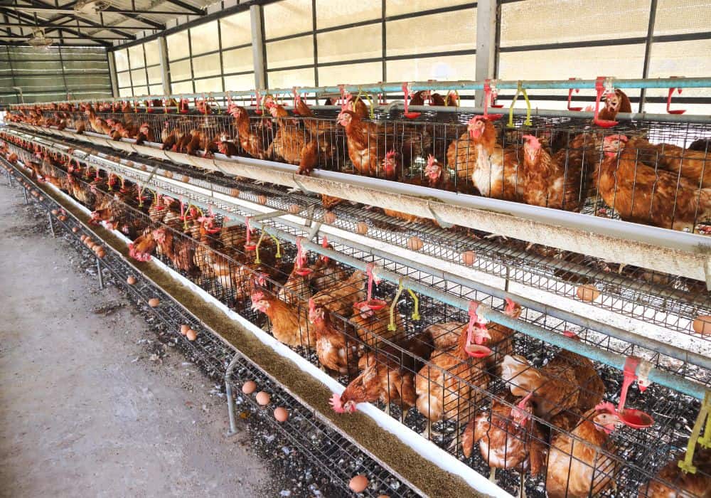 What are the drawbacks of giving antibiotics to chickens?