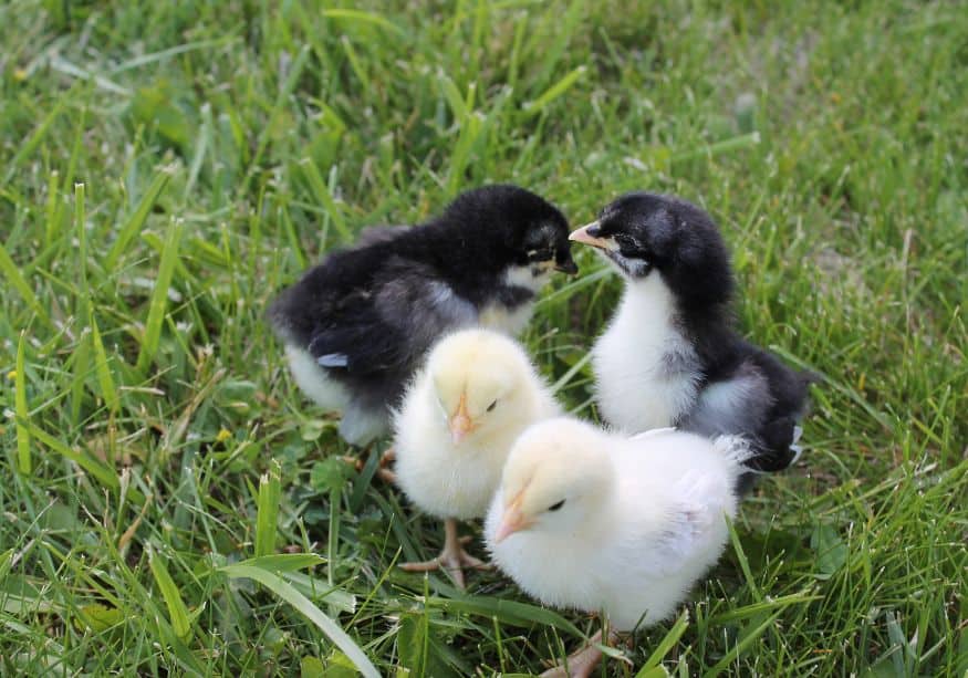 What are the necessary conditions for baby chicks to safely survive outside?