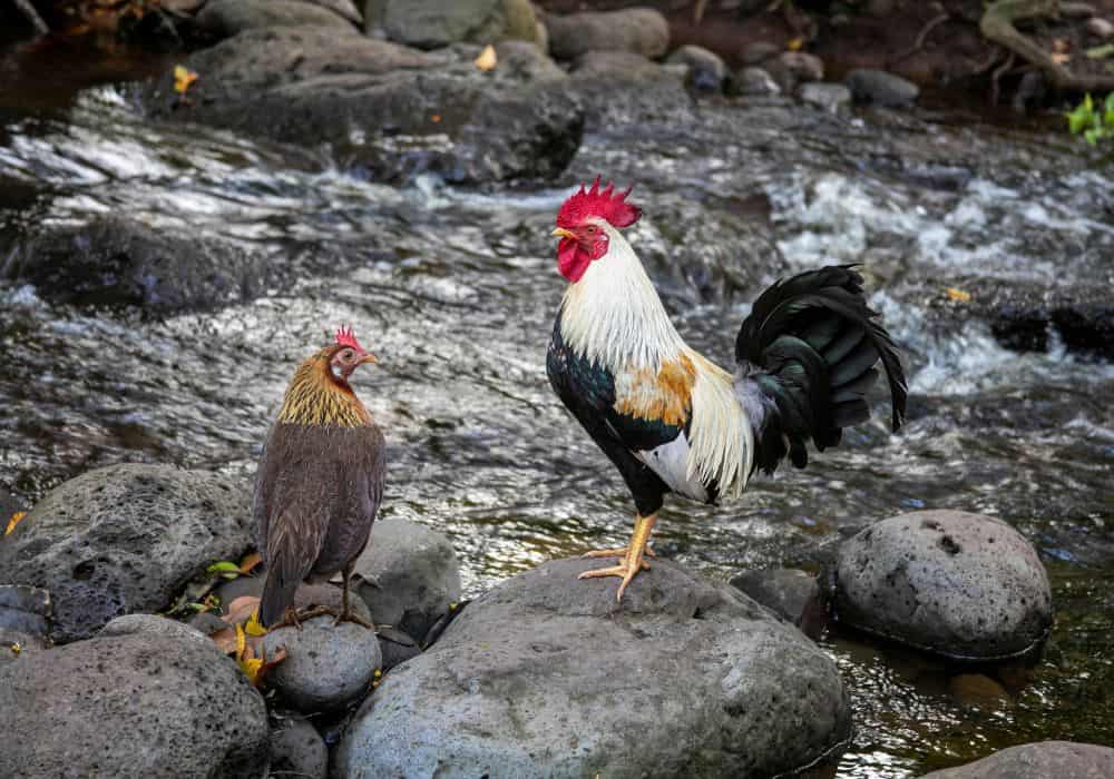 What can we do about feral chickens?