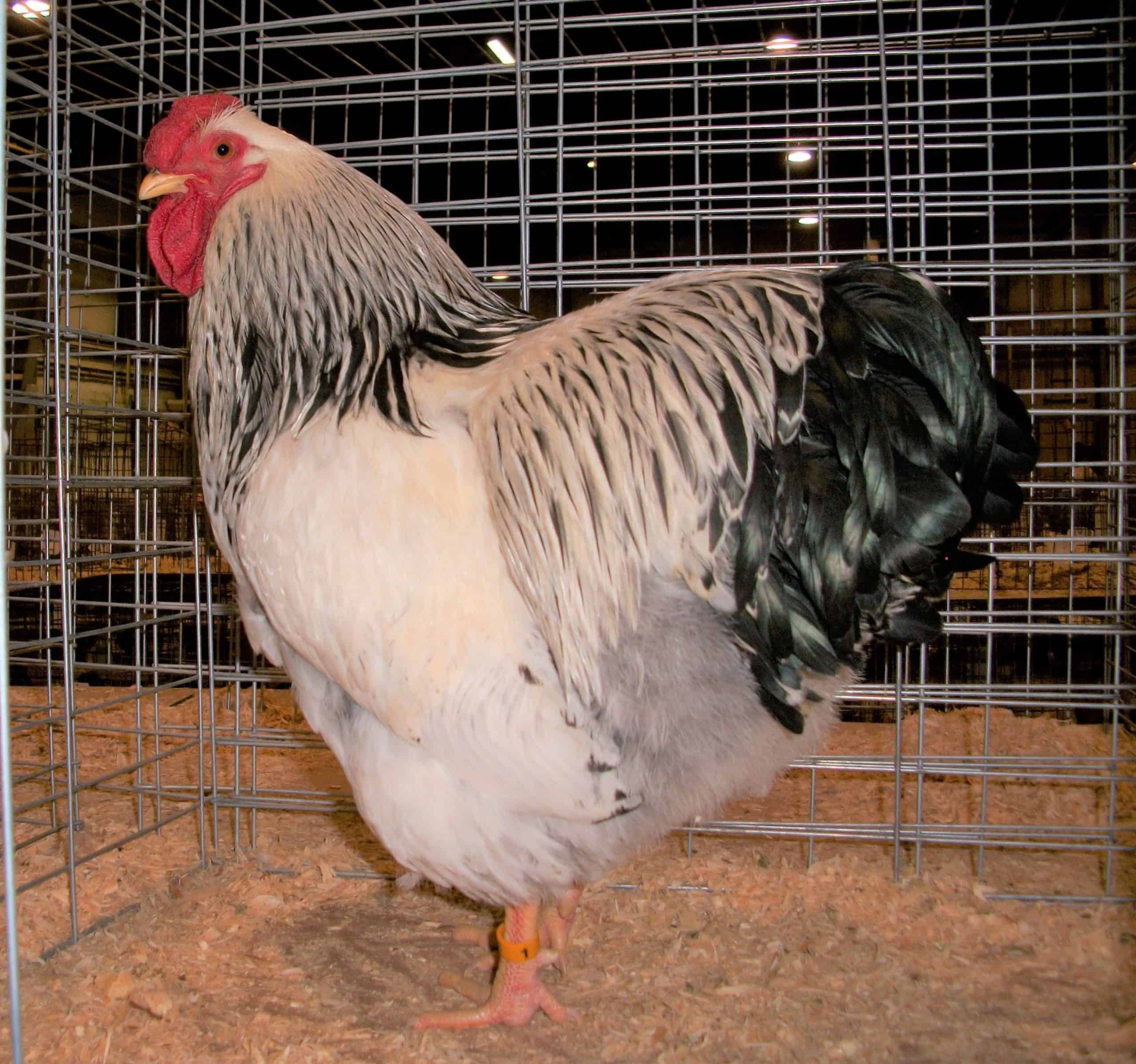 What do Columbian Wyandotte Chickens Look Like