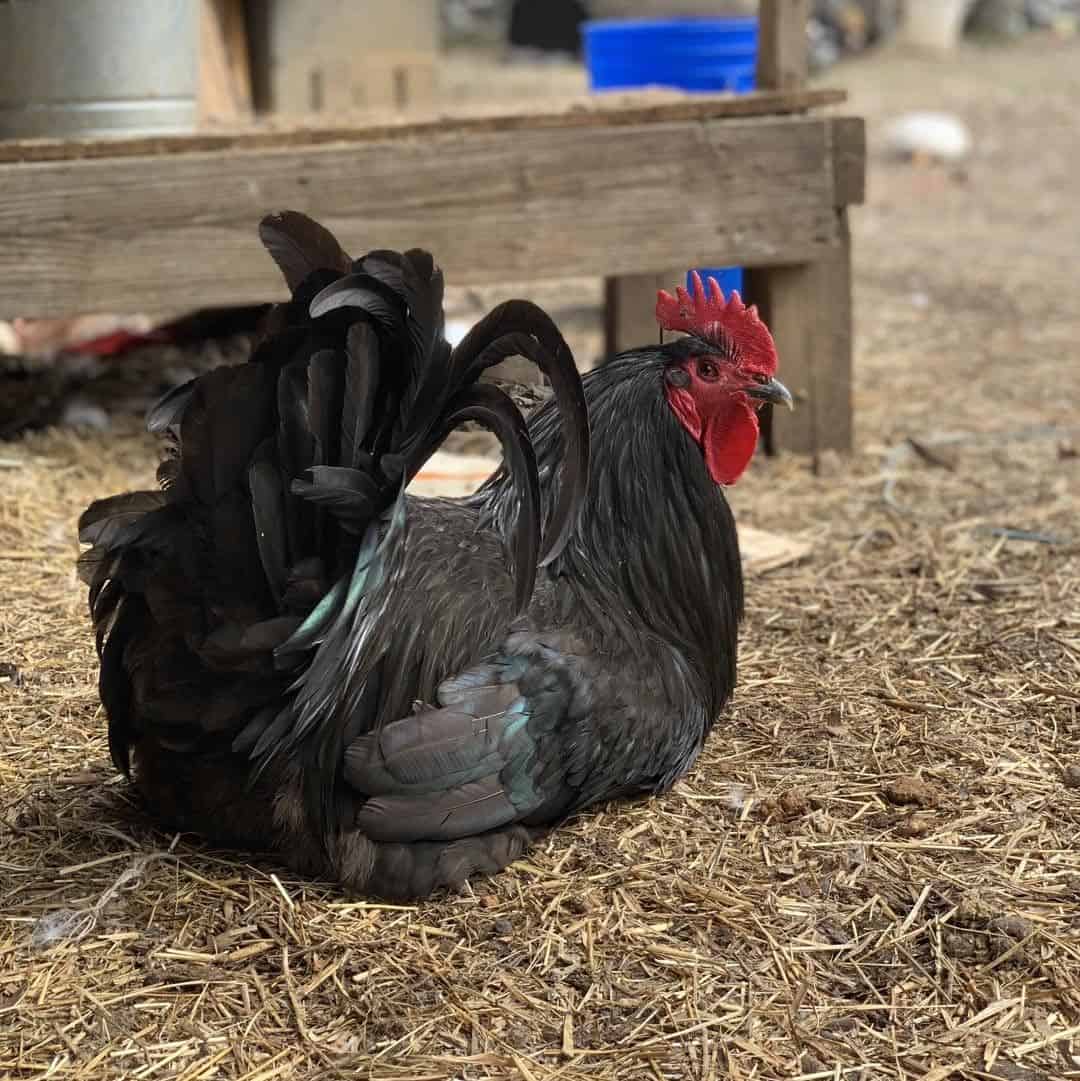 What do Jersey Giant chickens look like?