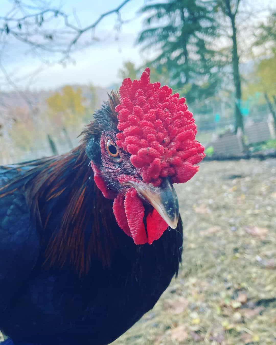 What do Redcap chickens look like?