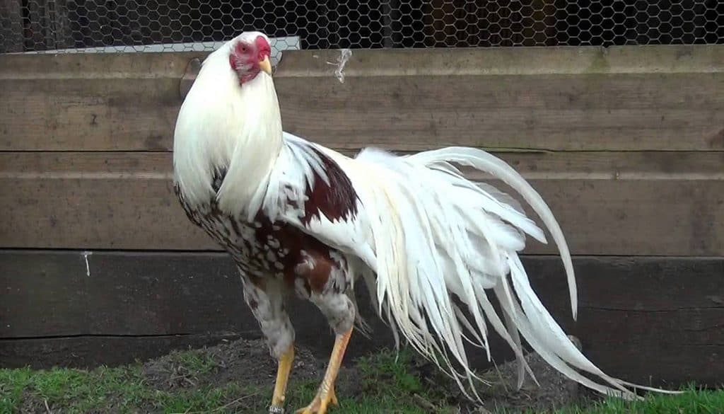 What do Yokohama Chickens Look Like