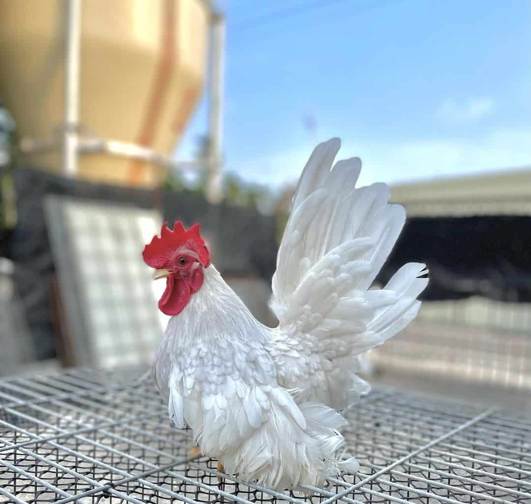 What does a Japanese Bantam chicken look like?