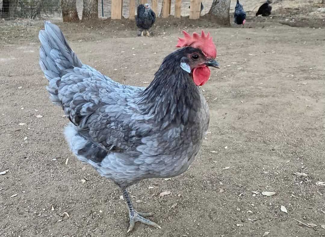 What does an Andalusian chicken look like?