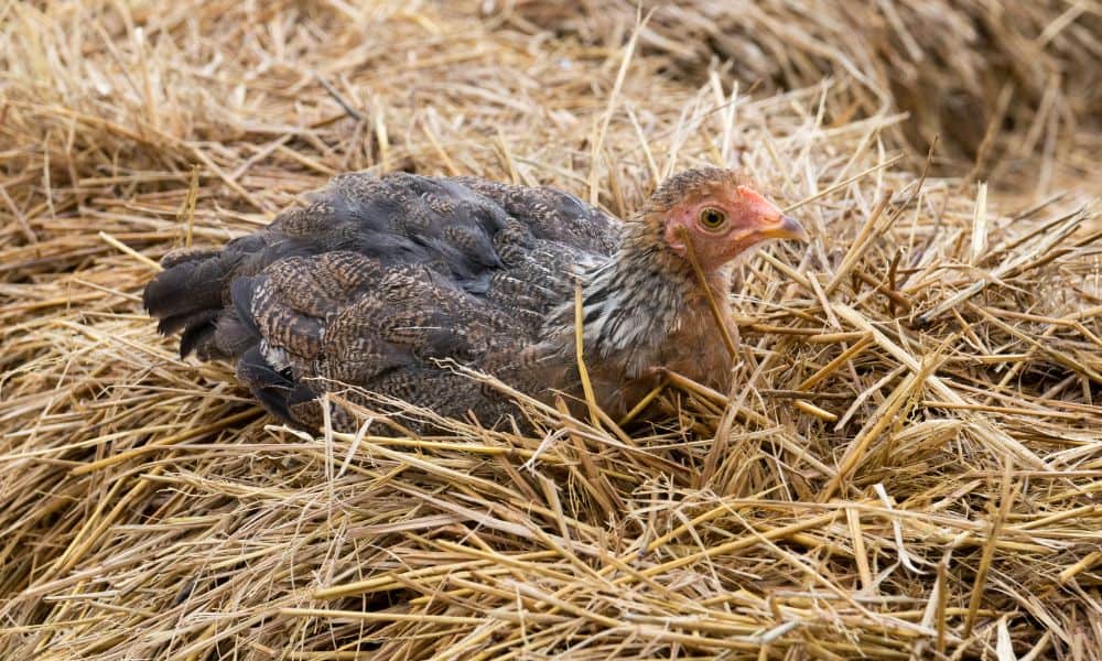 What is a broody chicken