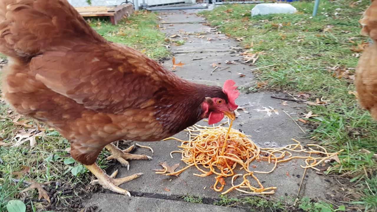 What kind of pasta or noodles can chickens eat