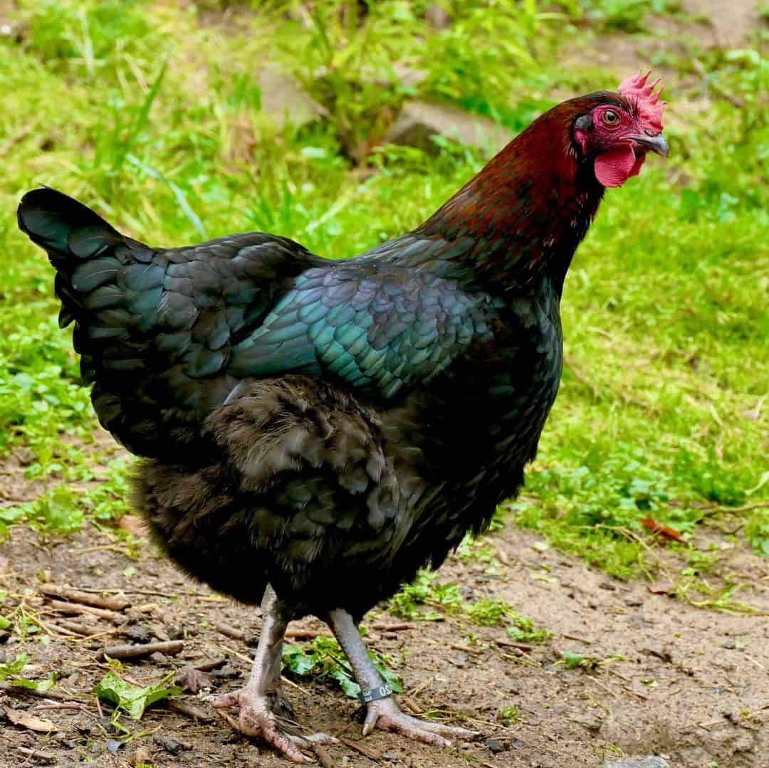 What makes Black Copper Marans so famous for egg-laying?