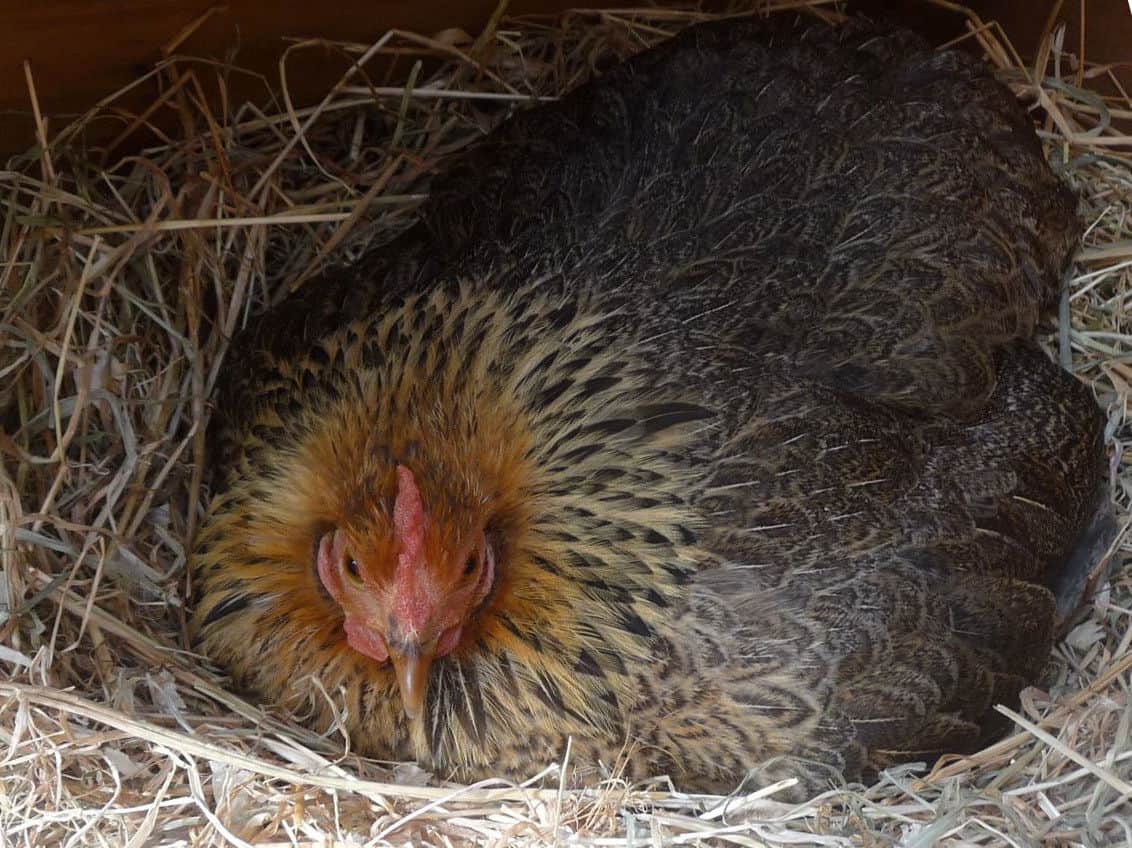 What makes hens go broody