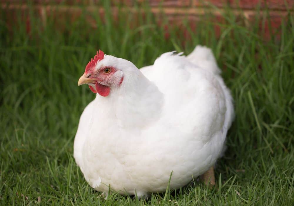 What natural remedies can help deworm chickens?