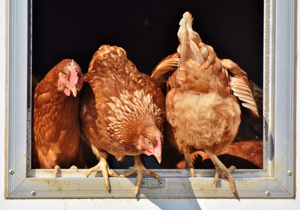 What to Do If Your Chicken is Sick