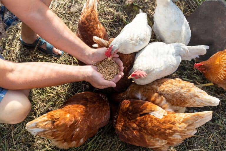 What to Feed Chickens? (Laying Hens, Young Chicks & Roosters)
