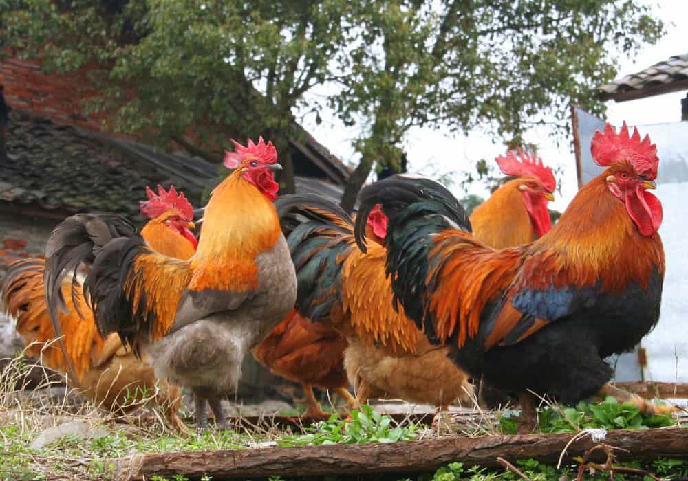 What to feed roosters?