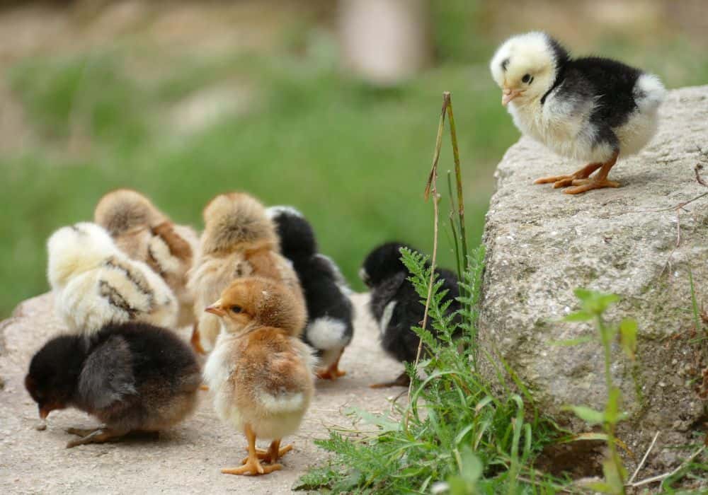 What to feed young chicks?