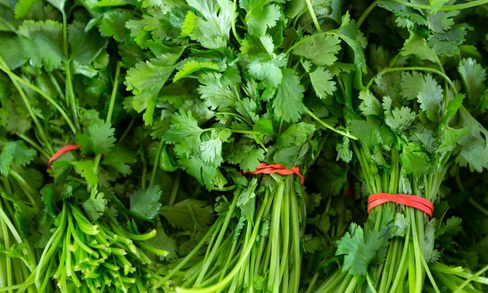 What’s the difference between cilantro and coriander