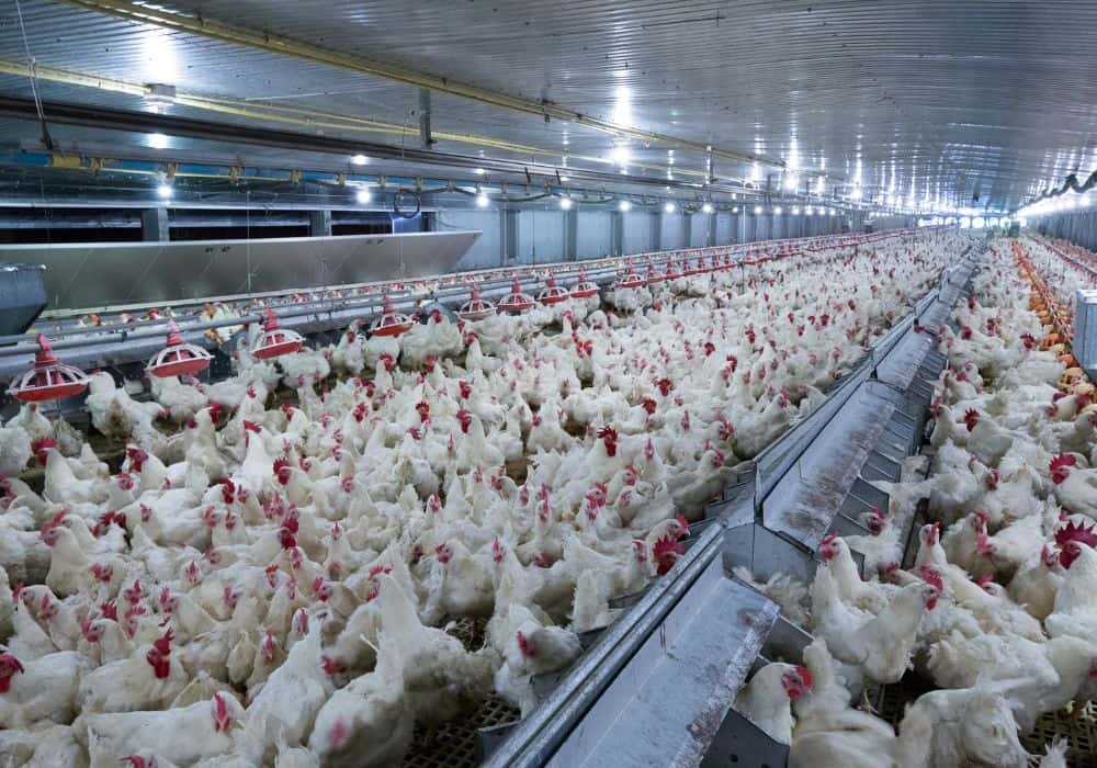 Which antibiotics are most commonly used in chicken factory farms?