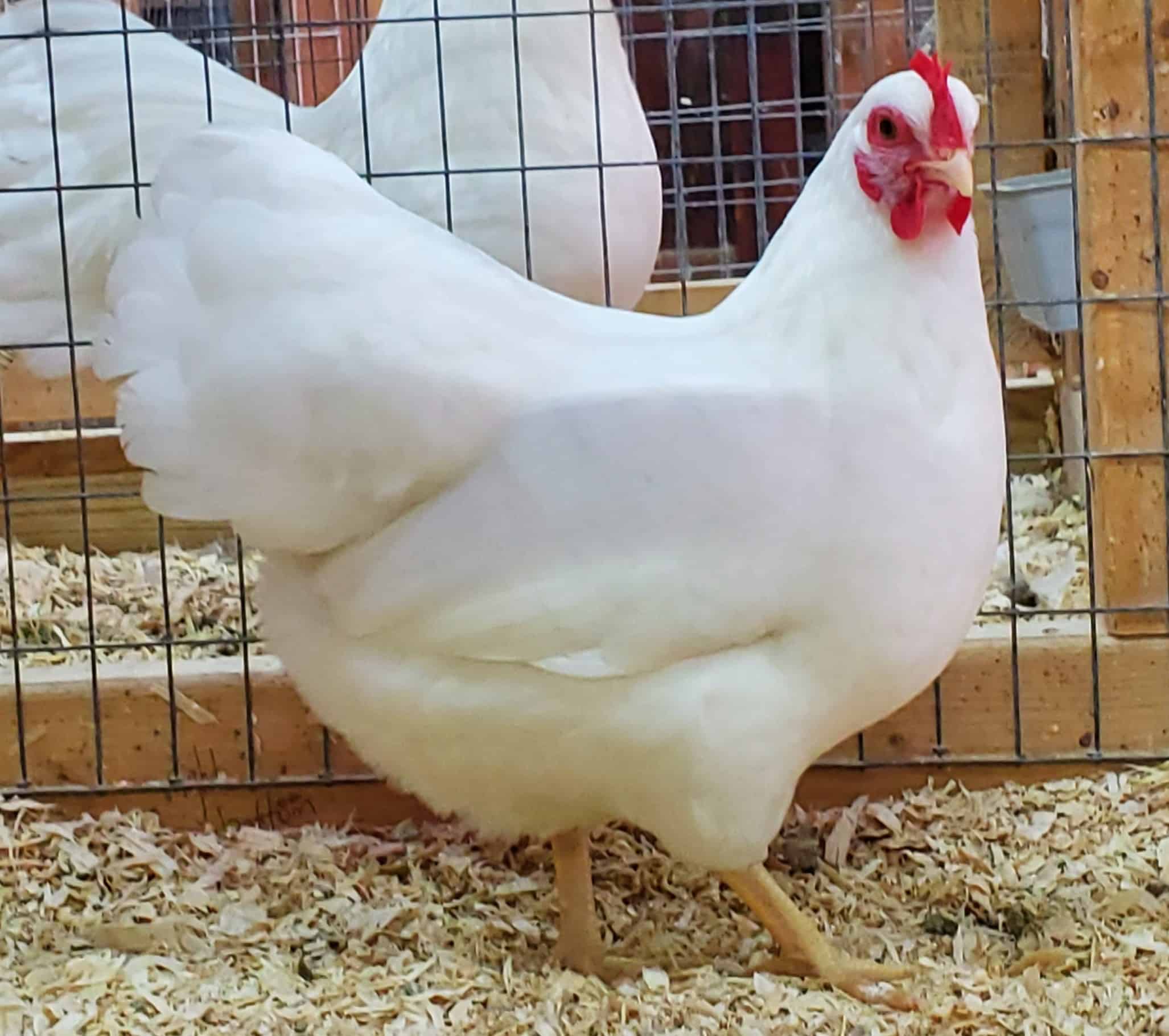White Rock Chicken: Personality and Temperament