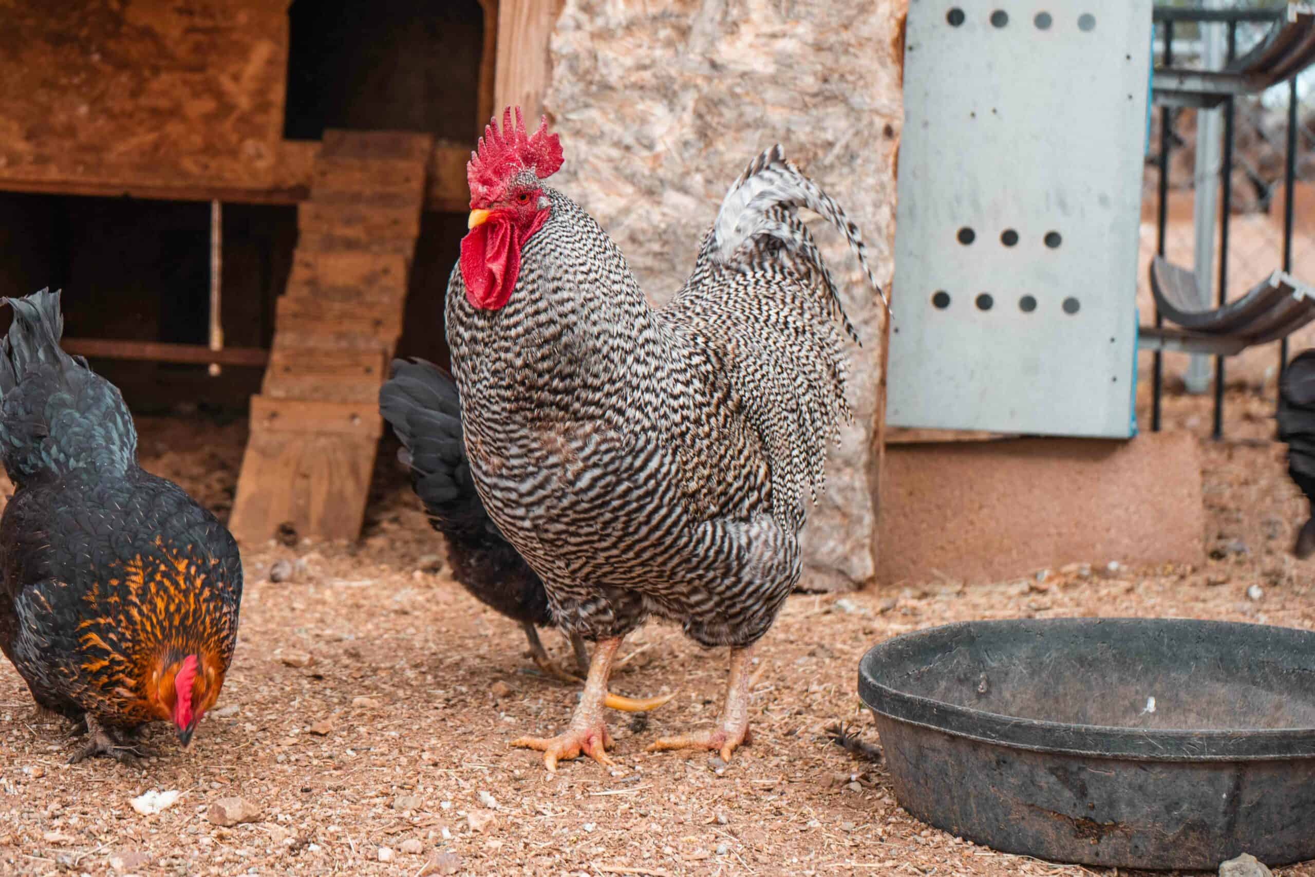 Why Chickens Need High-Quality Nutrition