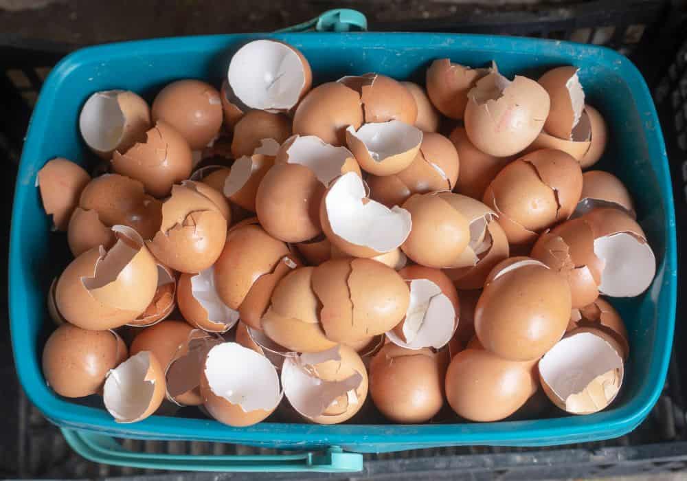Why Give Eggshells to Your Laying Hens