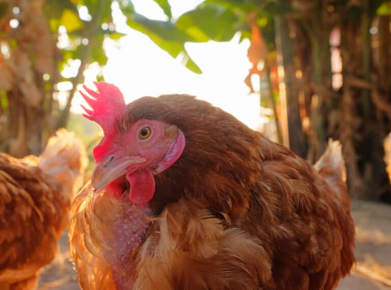 Why Is My Chicken Sneezing? (Common Causes & Treatment)
