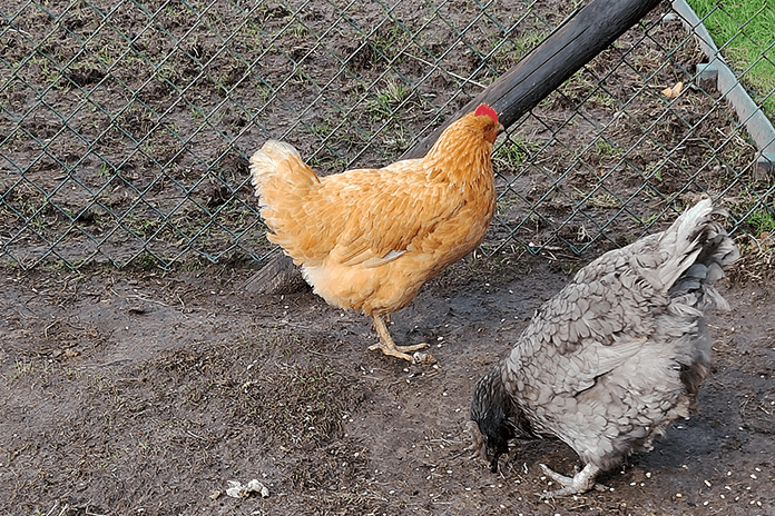 Why Theobromine is Bad for Chickens