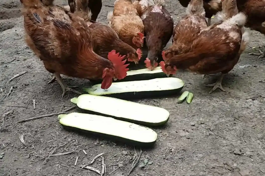 Why is Zucchini good for Chickens
