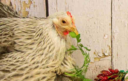 Why is cilantro good for chickens