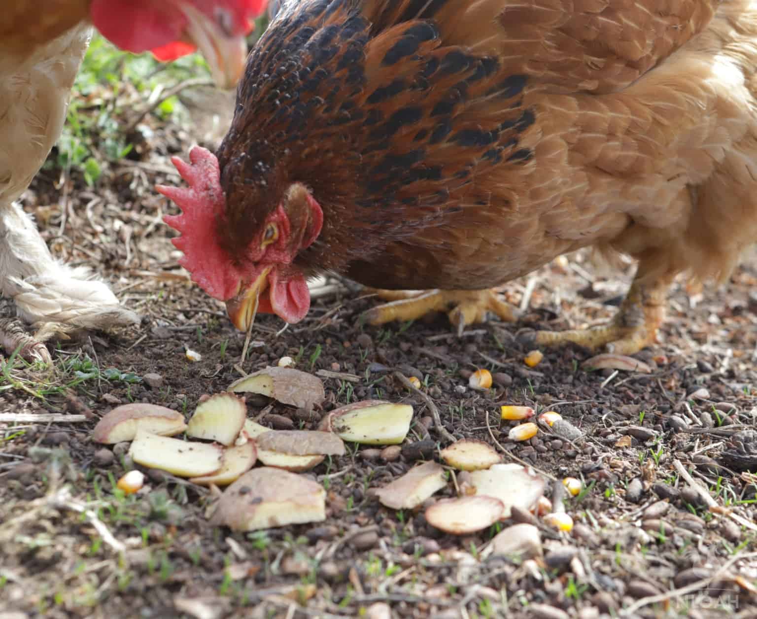 Why some chicken keepers avoid potatoes altogether
