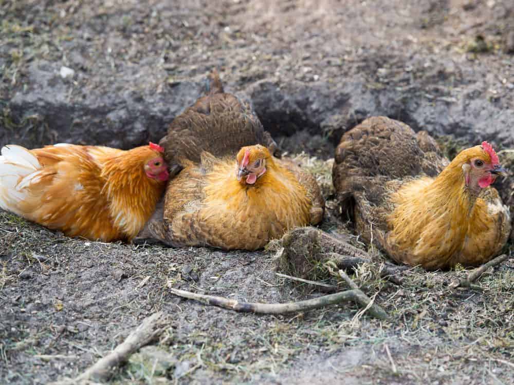 Why you should make a chicken dust bath instead of just leaving your pets to their own devices?