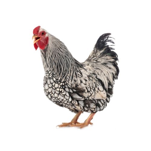 Wyandotte-2 Chicken Breeds
