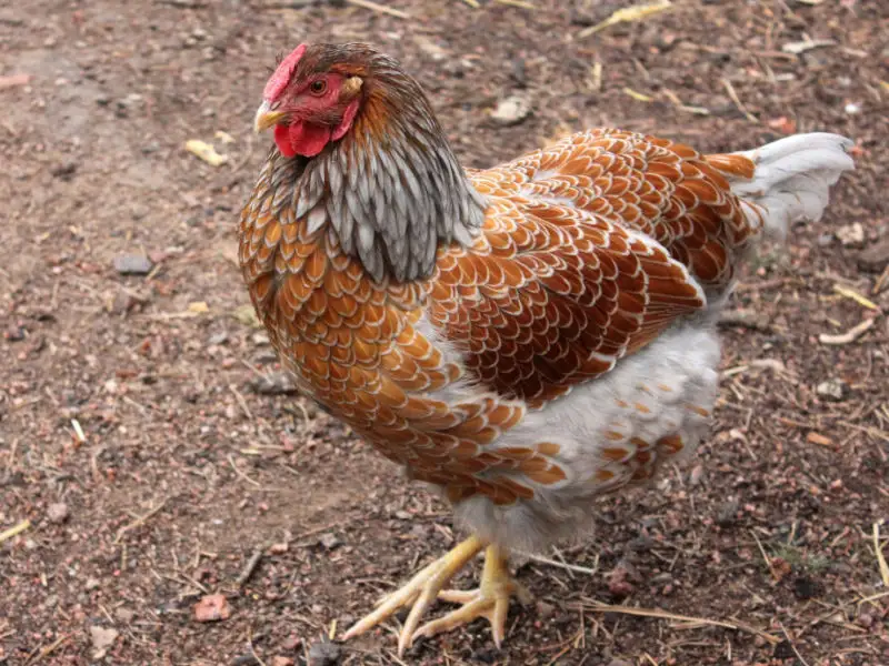 Wyandotte (Blue Laced Red)