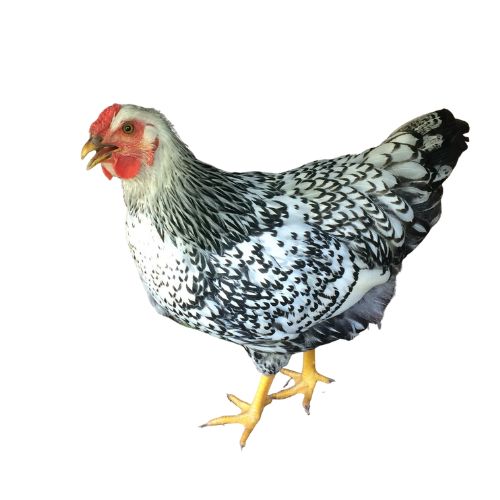 Wybar Chicken Breeds