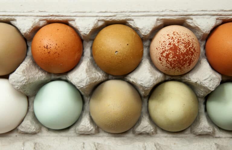 9 Chickens That Lay Colored Eggs: Detailed Introduction
