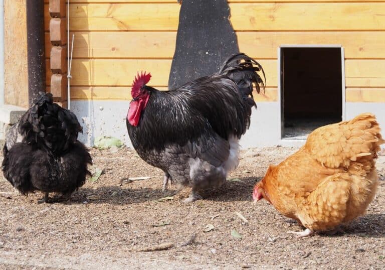 Top 10 Best Meat Chicken Breeds (with Pictures)