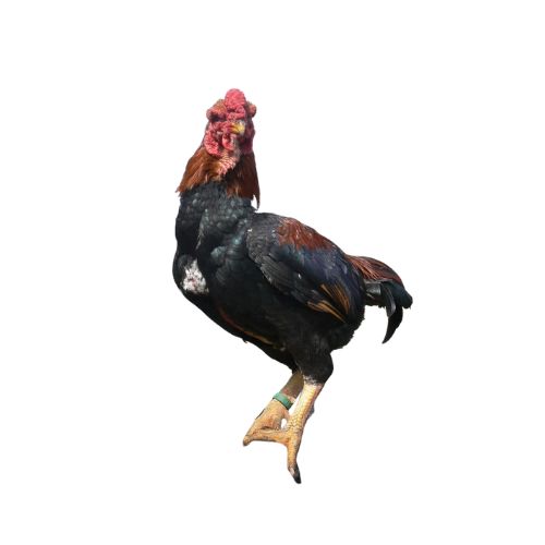 Yamato-Gunkei Chicken Breeds