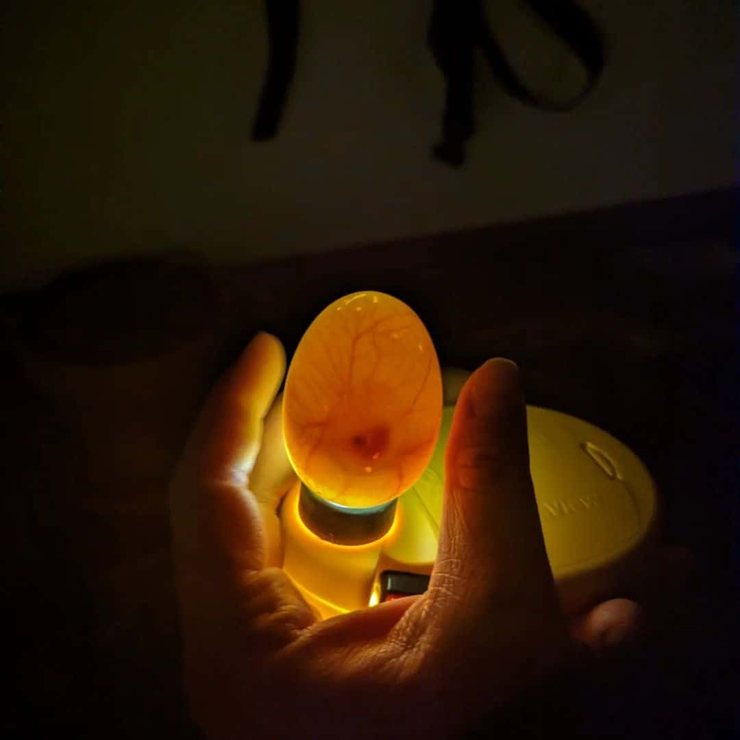 You Can Candle an Egg in the Dark