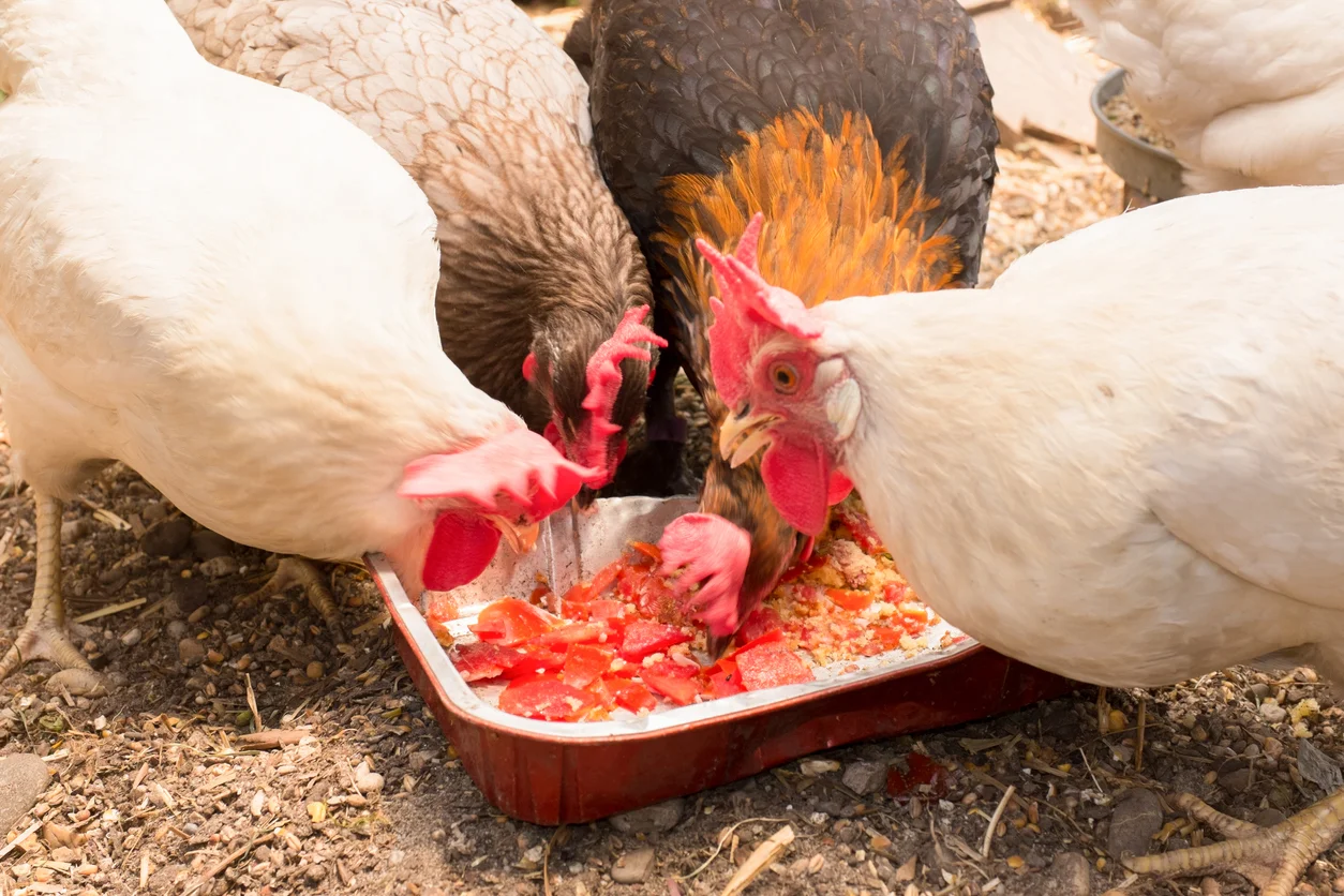 Your Chickens Nutritional Needs