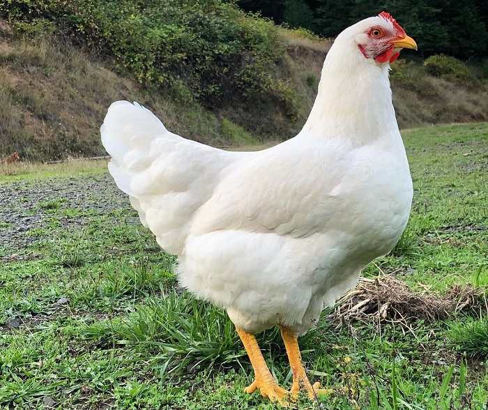 a White Rock Chicken