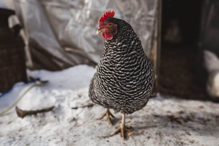 Barred Rock: Everything You Need To Know
