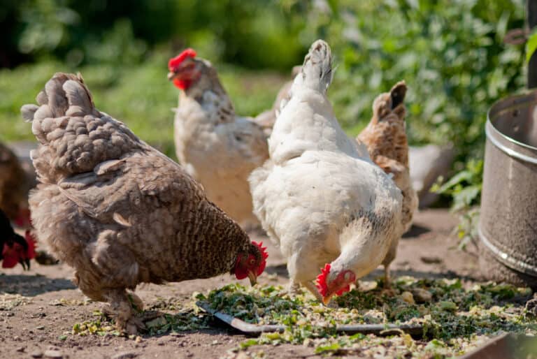 Can Chickens Eat Broccoli? (Nutritional Value & Benefits)