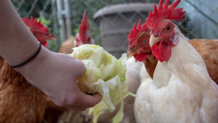 Can Chickens Eat Cabbage? (Safe & Good For Your Chicken)